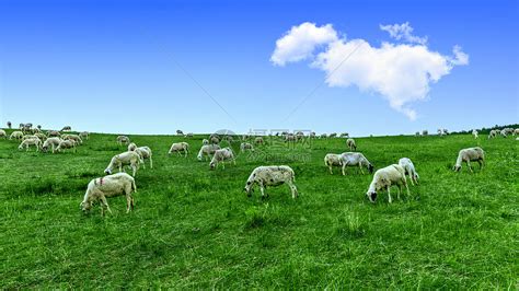 内蒙古草原牧场羊群高清图片下载-正版图片501650877-摄图网