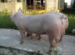 关注人工授精细节保障母猪分娩率 - 猪繁育管理/养猪技术 - 中国养猪网-中国养猪行业门户网站