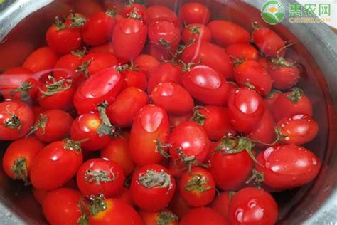 实用技术 | 番茄全套栽培技术- 热线选登 - 河南省农业农村厅