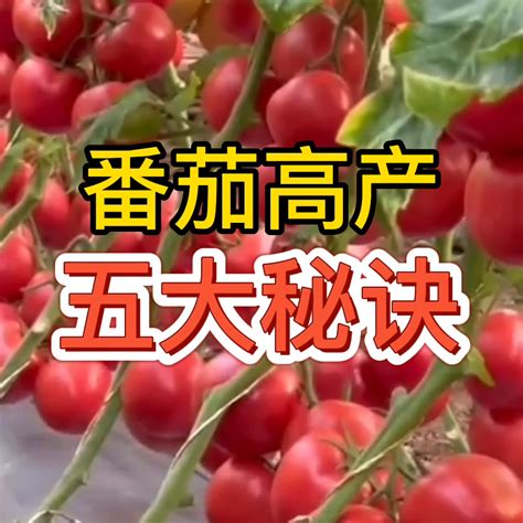 番茄如何才能高产（西红柿苗的种植方法） - 中国养殖网