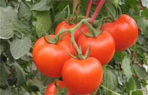 番茄高产种植技术 - 知乎