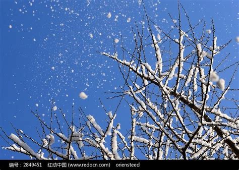 大雪纷飞落在树枝上高清图片下载_红动网