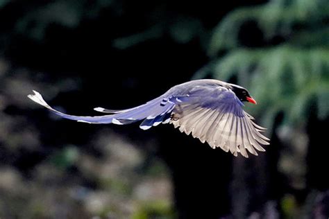 白色绶带鸟首现温州 吸引众多“鸟人”拍摄-新闻中心-温州网