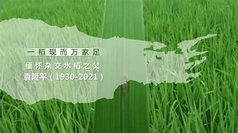 三系杂交水稻原理图;三系杂交水稻有哪些优缺点 - 国内 - 华网