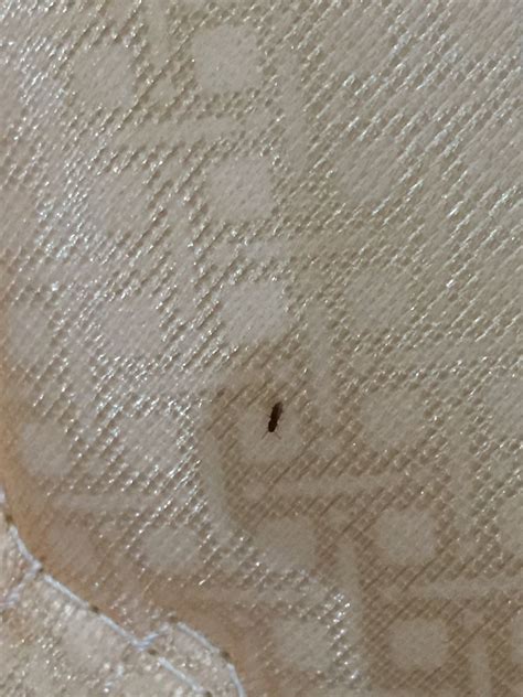 家里最近卧室的墙上经常出现这样的虫子，请问谁知道是什么？改怎么祛