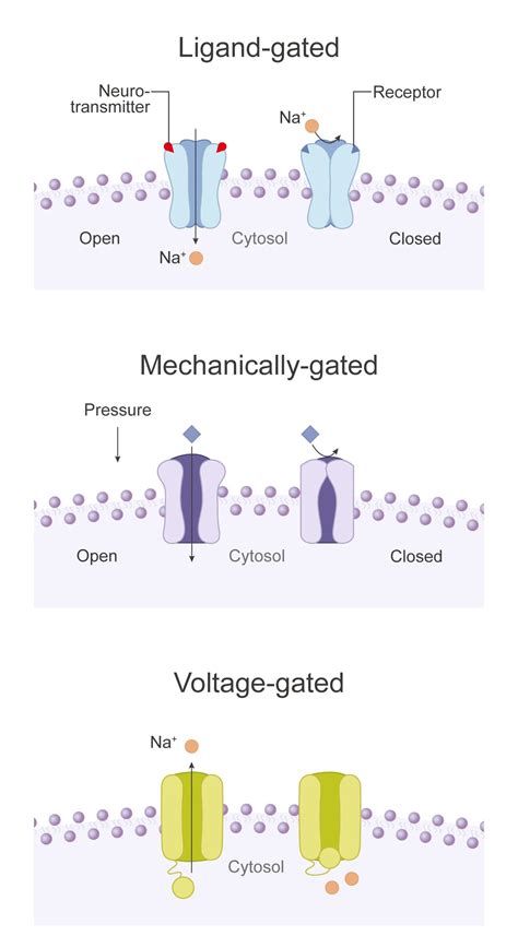 载体蛋白、通道蛋白等蛋白质构象、结构与功能_离子_分子_细胞膜