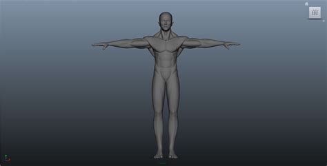人体肌肉解剖模型_上海怡然科教仪器设备有限公司