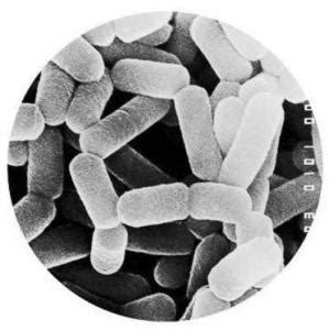 乳酸菌检验用培养基及生化反应详解