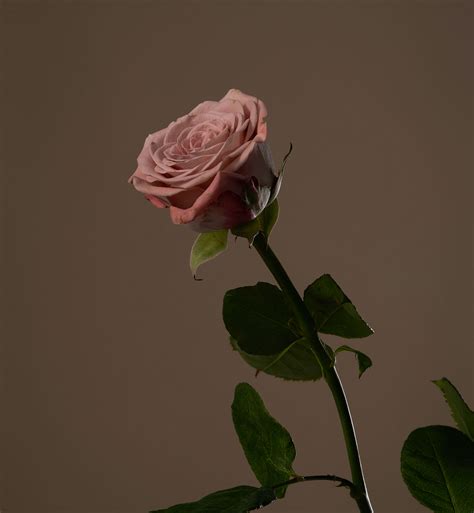 自恋 | 安的玫瑰庄园