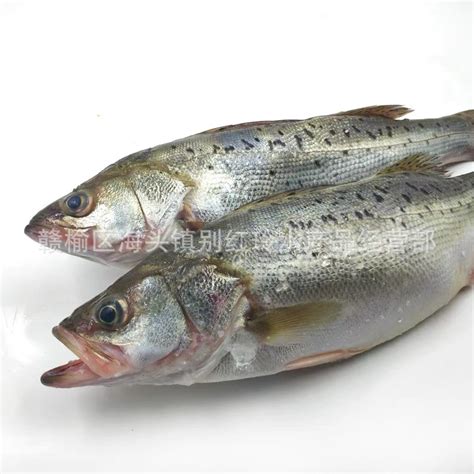 供应鲈鱼、各种鱼类、全国各地的海鲜批发市场、海鲜酒店.-阿里巴巴