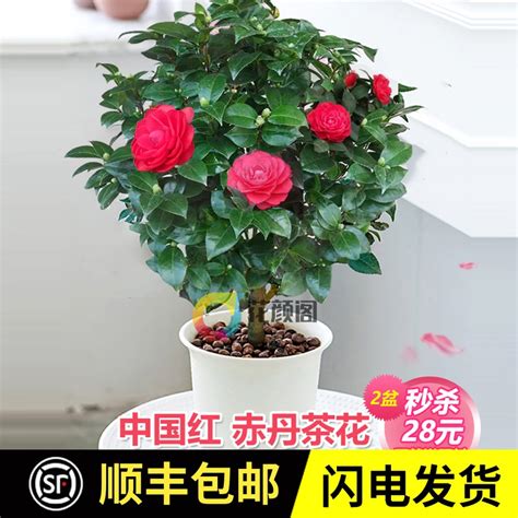 茶花大红六角图片