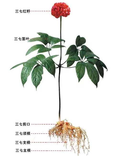 三七草图片