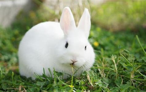 兔子不吃窝边草的下一句才是什么-百度经验