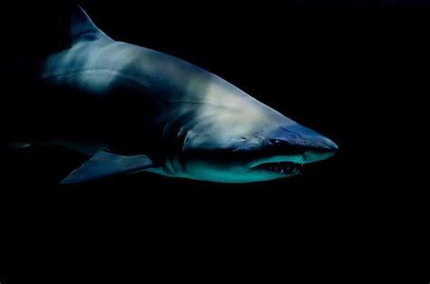 澳大利亚虎鲨百科-澳大利亚虎鲨天敌|图片-排行榜123网