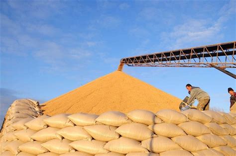 内蒙古 巴彦淖尔小麦 - 地标产品 - 国倡供应链管理有限公司-全国供应链创新与应用体系建设服务平台