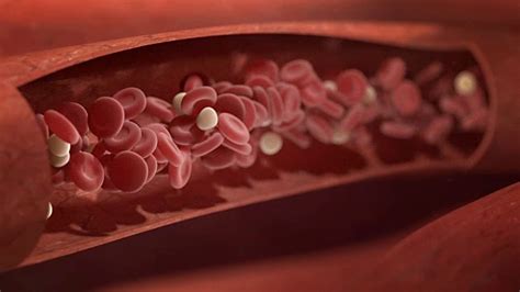 血液红细胞在血管壁里流动视频素材,生物医疗视频素材下载,高清1920X1080视频素材下载,凌点视频素材网,编号:99189