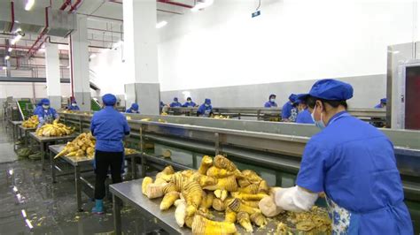 贵州赤水：擦亮“中国竹都”品牌 推进竹产业高质量发展
