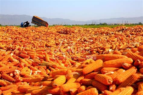 玉米密植高产示范田最高亩产达1663.25公斤 刷新玉米亩产全国纪录_荔枝网新闻
