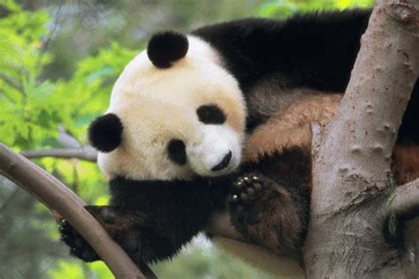 中国独有的10大濒危动物，你都知道哪些？