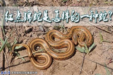 玉米蛇的品种图鉴-Miami迈阿密玉米蛇_玉米蛇_毒蛇网