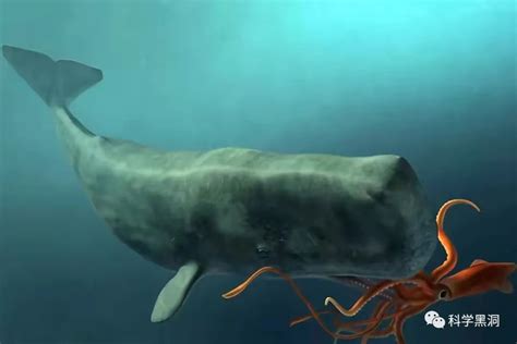电影环太平洋里的深海巨兽是否存在，谈谈未被发现的新物种__凤凰网
