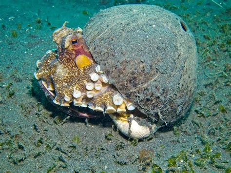 为什么章鱼是海洋生物中的天才？逃离水族馆对它小菜一碟_手机新浪网