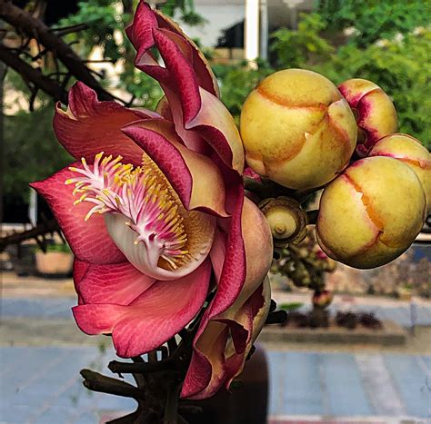 花艳丽果奇特的炮弹树---- 中科院华南植物园
