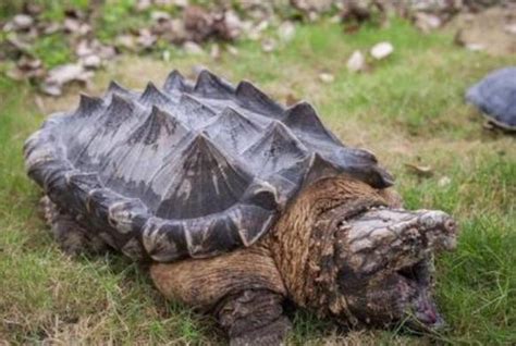 世界上最凶的乌龟 棱皮海龟(排第一 体重达九百公斤)_小狼观天下