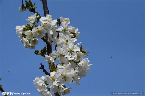 南京玄武湖樱桃花提前盛开 花满枝头春意盎然-天气图集-中国天气网