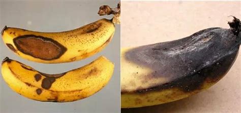 果树病虫害之香蕉病虫害识别与防治 – 百蔬君