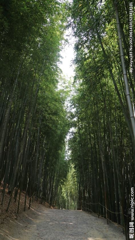 园林景观设计中运用竹子有什么作用呢 - 园林景观规划设计研究中心