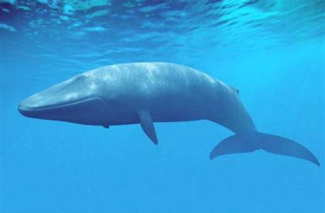 世界上最孤独的鲸_世界上最孤独的鲸鱼Alice(2)_中国排行网