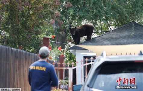 熊来了！美国加州黑熊“漫步”居民区屋顶_新浪图片