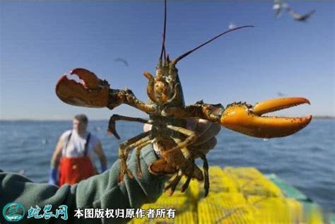 加拿大波士顿大龙虾鲜活海鲜水产超特大1-10斤15斤波龙澳龙大龙虾-淘宝网