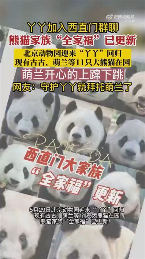 丫丫回归熊猫家族全家福已更新_腾讯视频