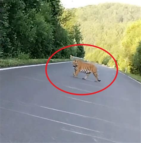 吉林男子偶遇老虎后淡定停车拍照：两个月前也曾遇到一只老虎 - 上游新闻·汇聚向上的力量