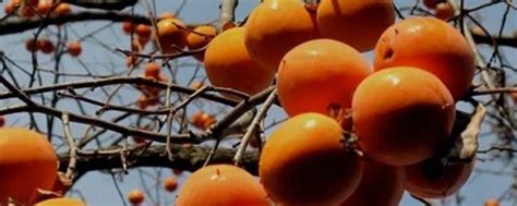 柿子苗的种植栽培技术 太秋甜柿如何种植 - 知乎