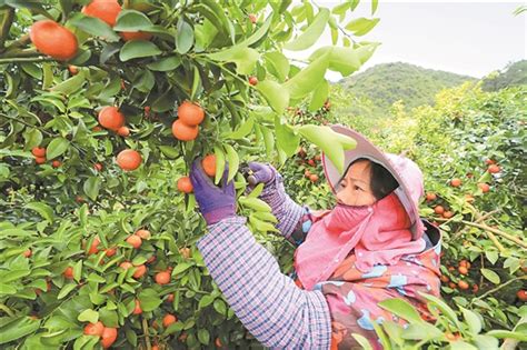 水果种植：水蜜桃的树形管理及种植技术 - 知乎