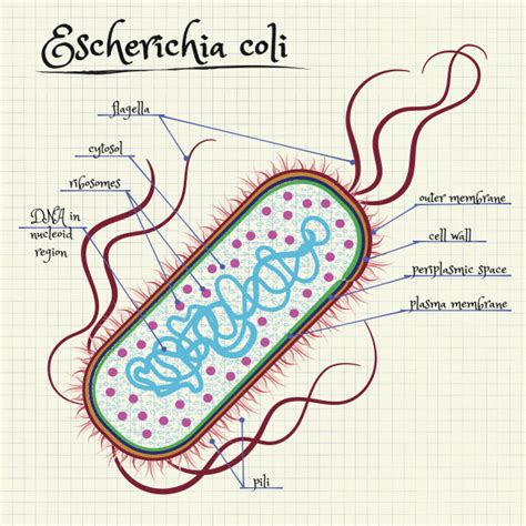 大肠杆菌和蓝细菌的细胞结构_火花学院