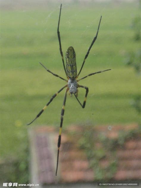家里的长腿蜘蛛是什么？有毒吗？ - 知乎