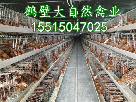 如何在冬天进行土鸡苗养殖_金乡禽业有限公司