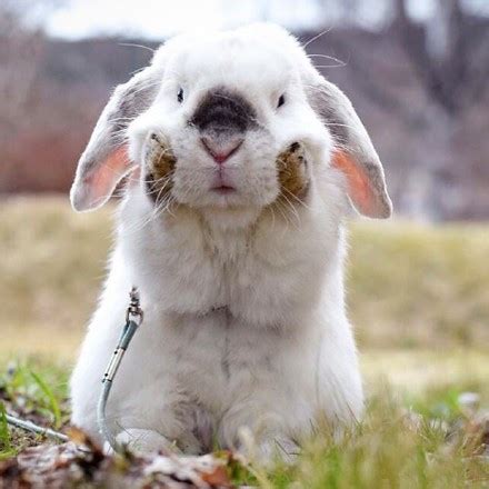 普通垂耳兔能长多大？判断垂耳兔年龄的方法 - 胖萌舍宠物网