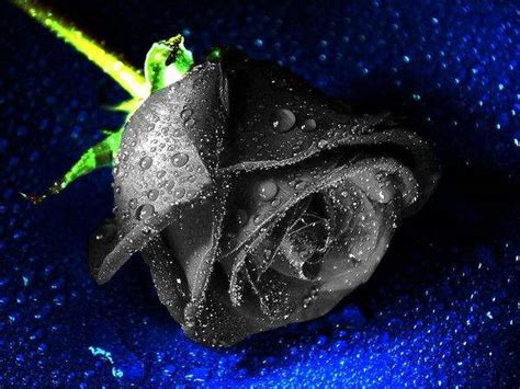 黑色玫瑰的花语是什么？黑色玫瑰的寓意和象征-花卉百科-中国花木网