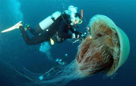 世界上最大的水母，管水母上榜，最长可达五十米！