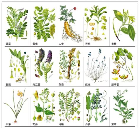 神奇的中草药系列（全5册） - 中国妇女出版社