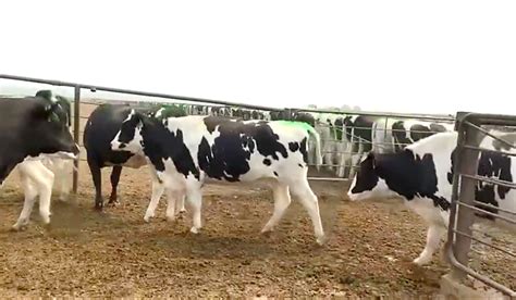 高产奶牛为什么突然不产奶了？高产奶牛繁殖障碍的原因和分析_母牛