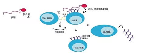 国内首款！康希诺自主研发四价流脑结合疫苗曼海欣正式获批_女性疾病频道_东方养生