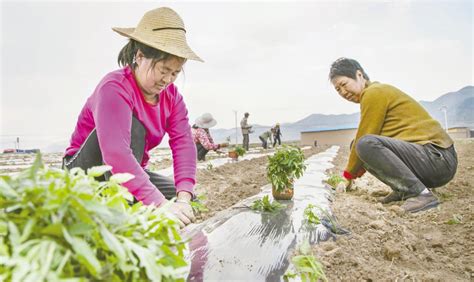 靖远县金阳光蔬菜种植农民专业合作社走专业合作之路 架农民增收桥梁