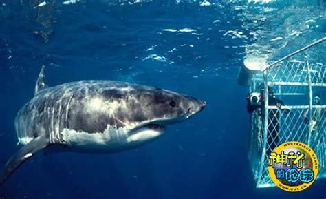 大白鲨濒临灭绝 全球仅存3500只 - 神秘的地球 科学|自然|地理|探索