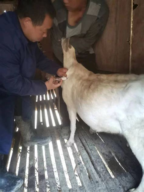 执业兽医网-行业新闻-中国动物疫病预防控制中心关于印发《2022年春季重大动物疫病防控检查实施方案》的通知